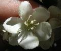 ../images/dombeya acutangula ssp acutangula 2.JPG